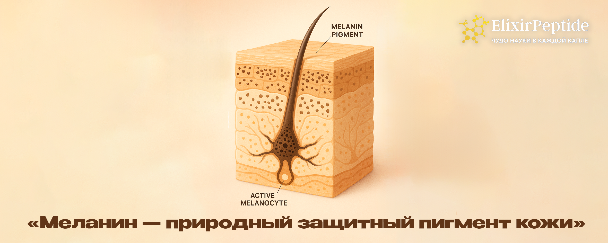 Меланин — природный защитный пигмент кожи